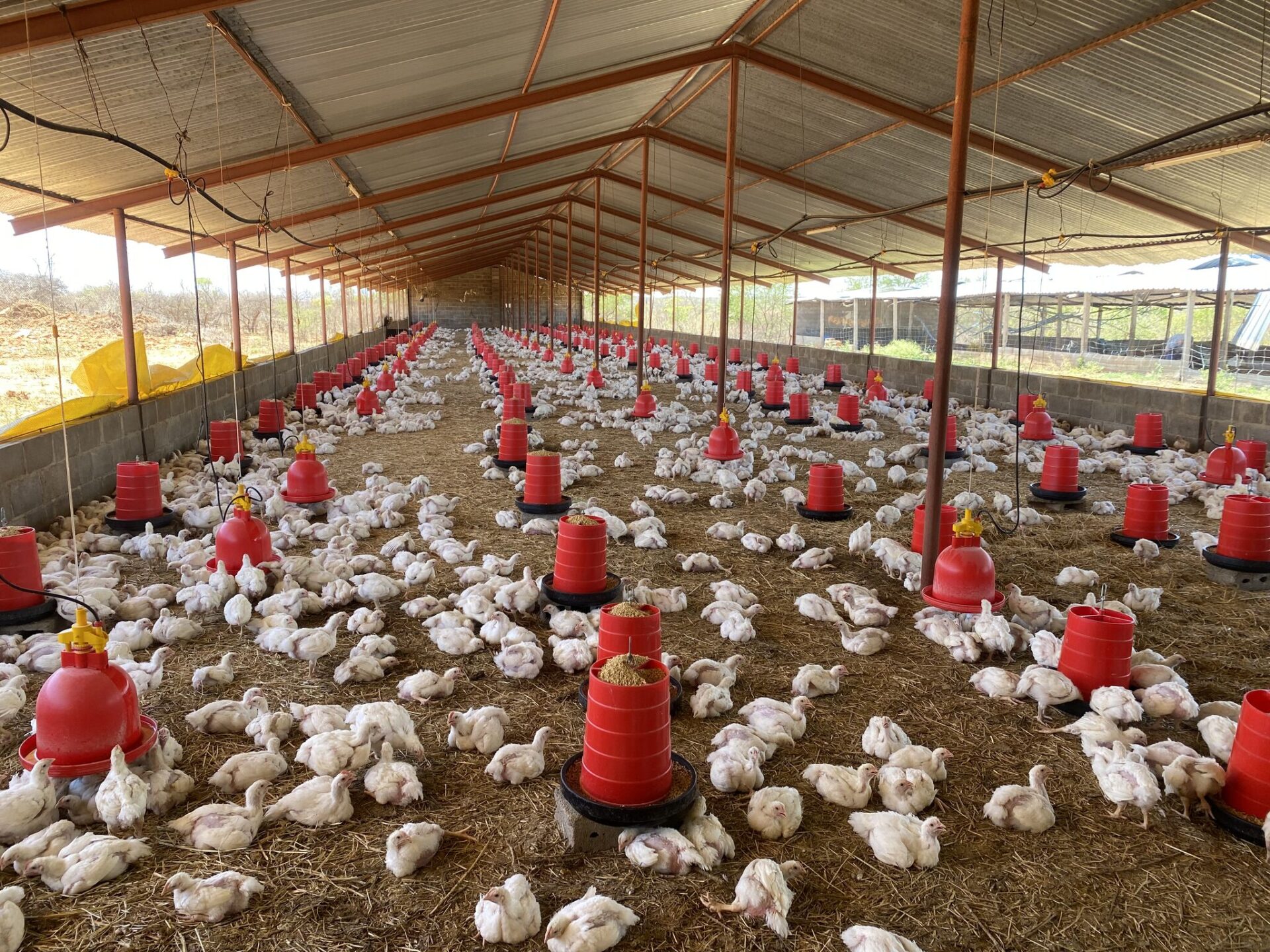 BROILER-FARM.jpg